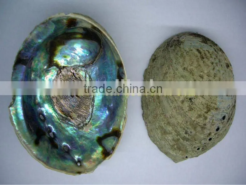 circle abalone dots for luthier inlay
