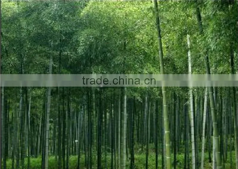 bamboo bowl