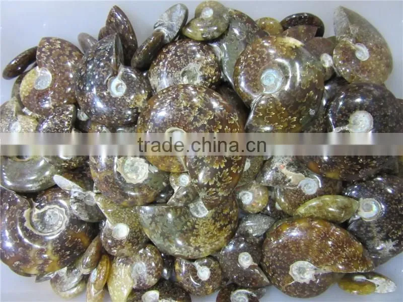 high quality conch fossil stone for home decoration