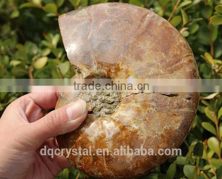 Wholesale Natural Snail Fossils animals fossils