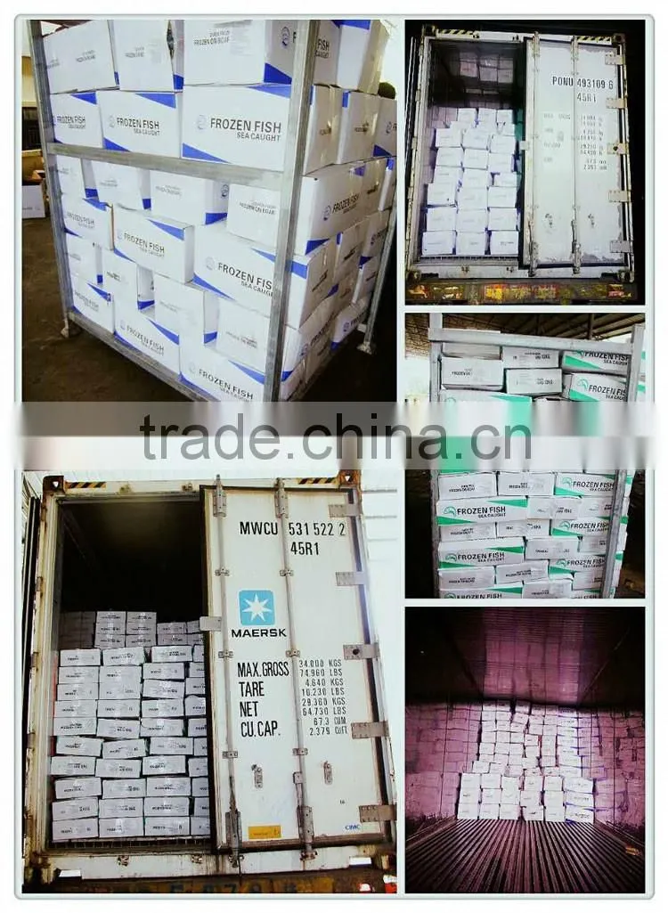 new catching frozen fish whole round tilapia
