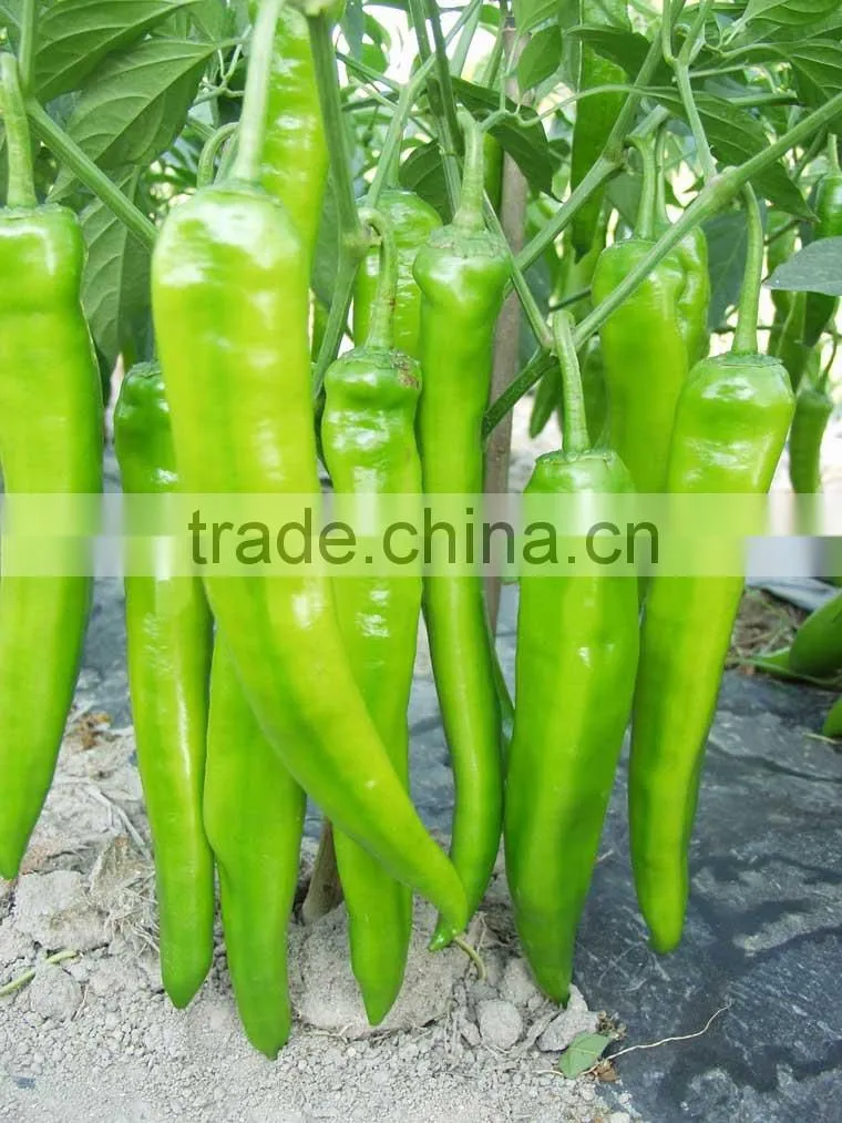 Hot sale hybrid high yield chili pepper seeds-XY 159