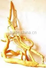 Kosher&GMP BNP Supply Tongkat Ali Capsule (tongkat ali extract)