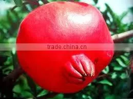 2014 High Quality pomegranate extract Ellagic Acid and Punicalagins-organic pomegranate juice
