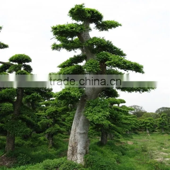 Ulmus pumila L. tree
