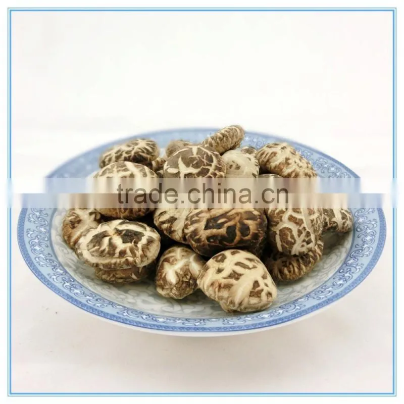 Antumn Planting Log Thick Shiitake Mushroom Spawn