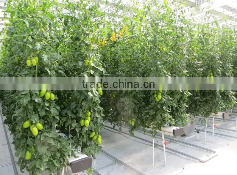 Single layer float glass greenhouse for tomato hydroponic
