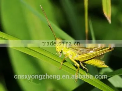 Freeze Dried Locusts