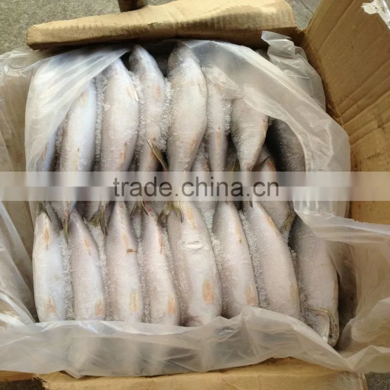 October caught Mackerel frozen fish China origin