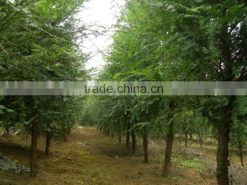 Taxus Bacatta Tree Seedling