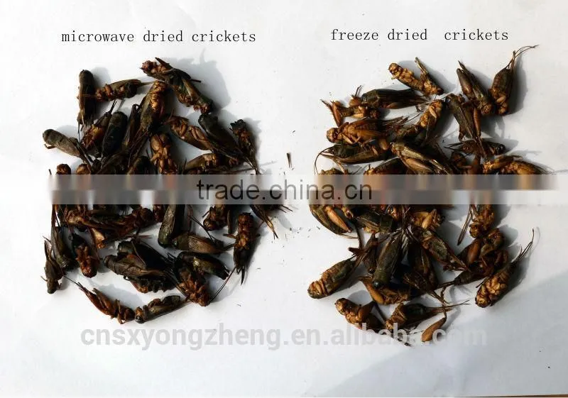 Dried Crickets Bird & Fish Pet Food