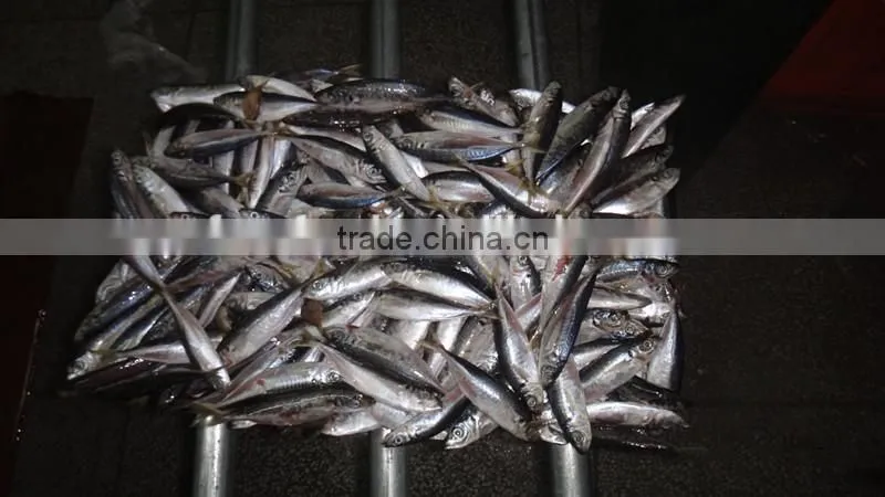 Sea frozen horse mackerel