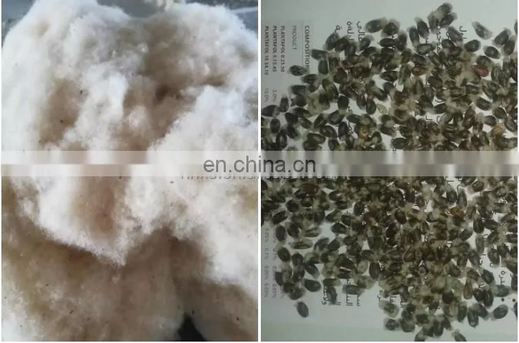 Cotton Seeds Delinted|Cotton Seeds Delint Machine|Cotton Seeds Removing Machine