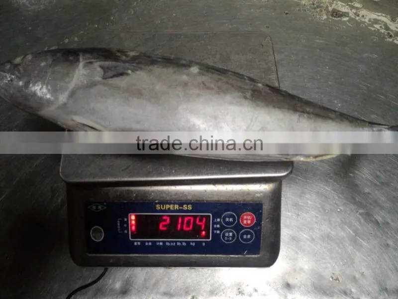 frozen bonito(Sarda Orientalis) 2kg+/pc