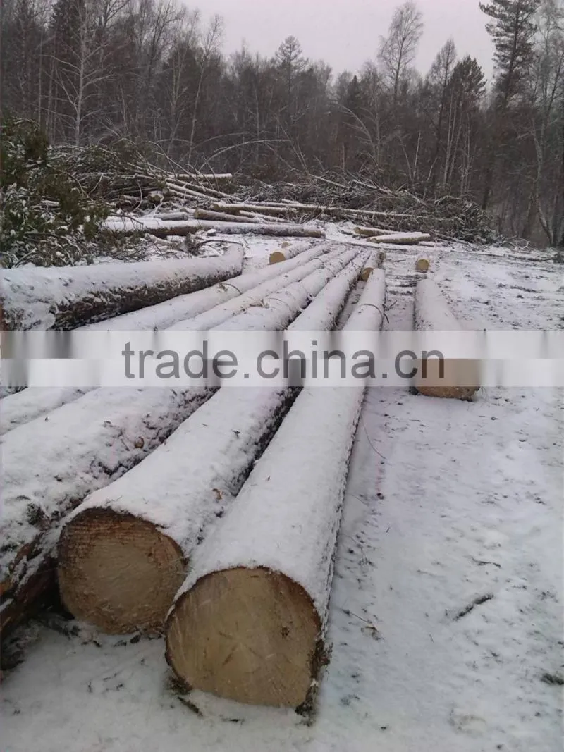 Fresh Cut European Beech Logs available