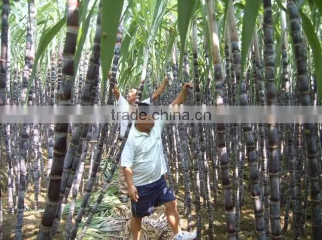 Sugarcane Squeezing Machine|Sugar Cane Juicer machine price