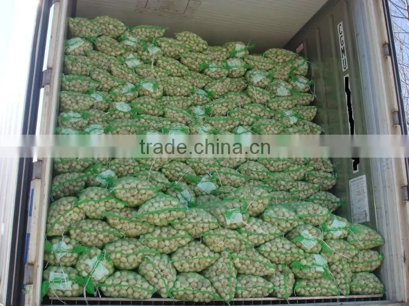 new garlic;white garlic