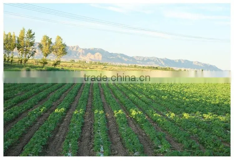 Organic Chinese shine skin pumpkin seeds kernel last price