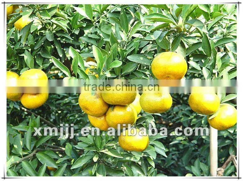 citrus fruits Orange Export Company