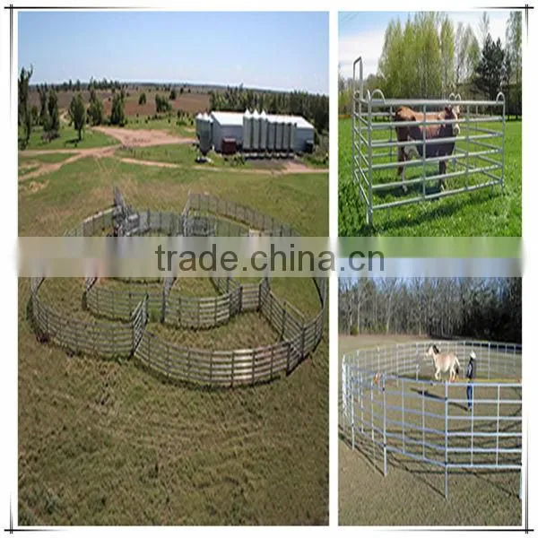 Stables for cattle barrier in galvanized for cattle