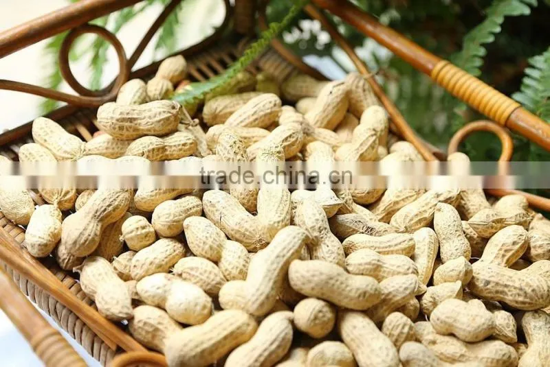 150/185g/227g Fried peanut in Bags/canned From China ,best price