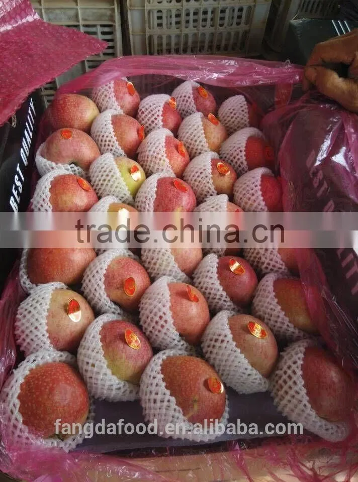 paper bagged qinguan apple