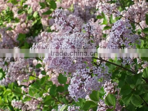 High Quality Lilac Syringa oblata Winter Daphne seeds