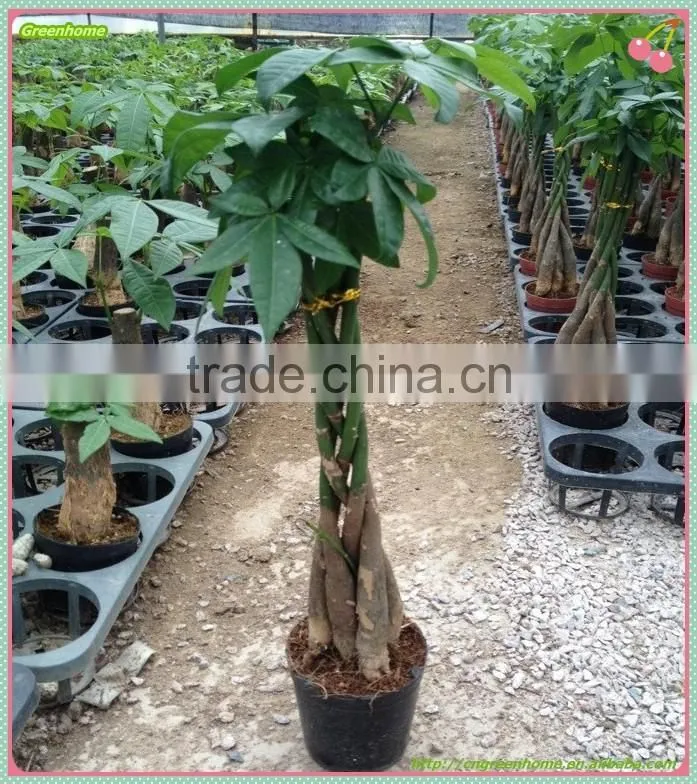 5 Braids Pachira macrocarpa