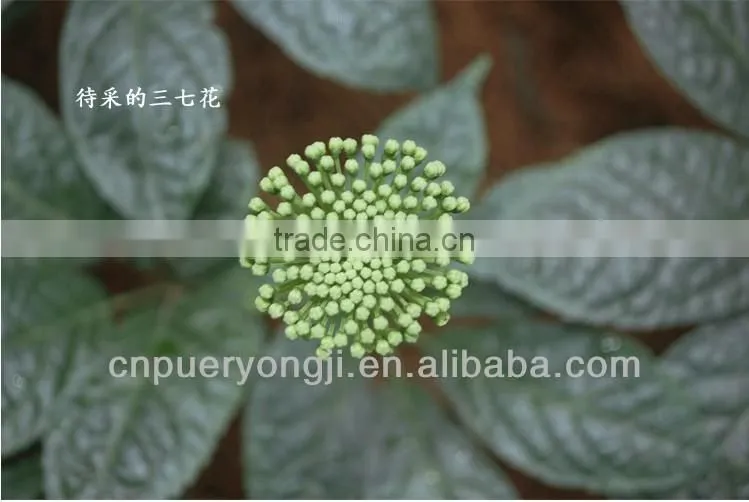 Factory Supply Dietary Supplyment 100% Natural panax Notoginseng P.E. / Wild Radix Notoginseng Extract