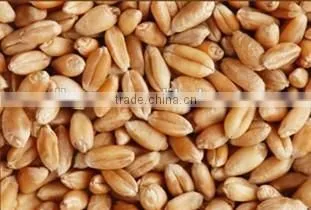 5-50kg Automatic packing rice machine, cheap price