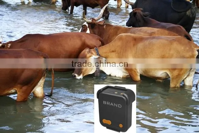 cattle GPS tracking with GEO-Fence ,MT-60,with central database