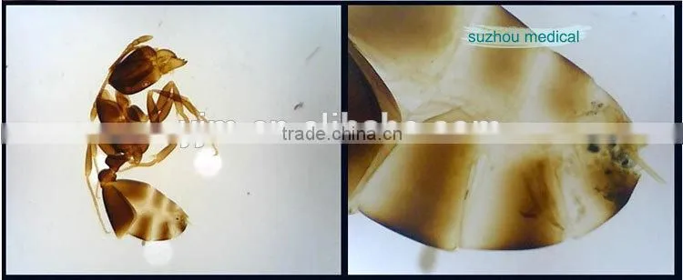 Microscope Slides 200pcs set