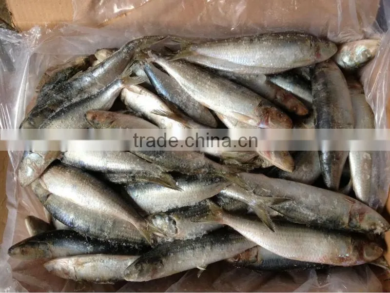 Frozen sardines whole round 20-25pcs/kg for cannery