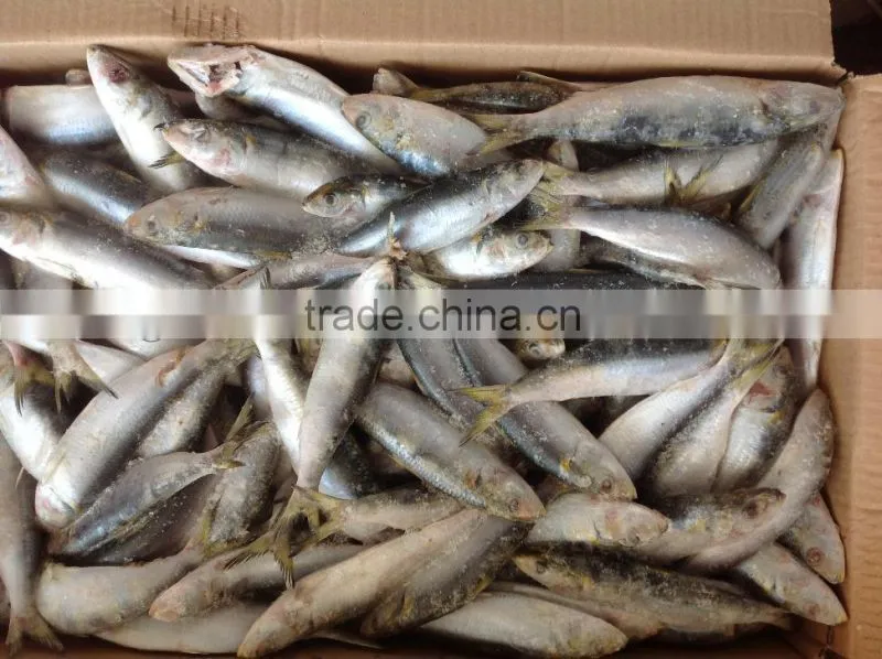 good quality whole round sardine 20-30pcs/kg in 2016
