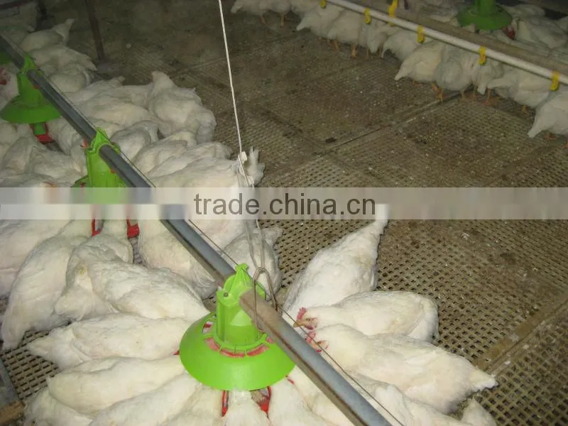 Chicken feed grill