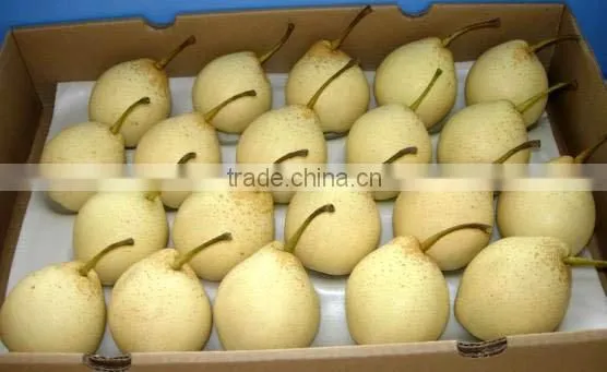 ya pear 2015 crop