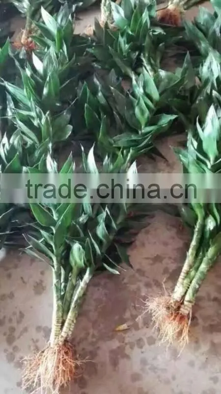 lucky bamboo