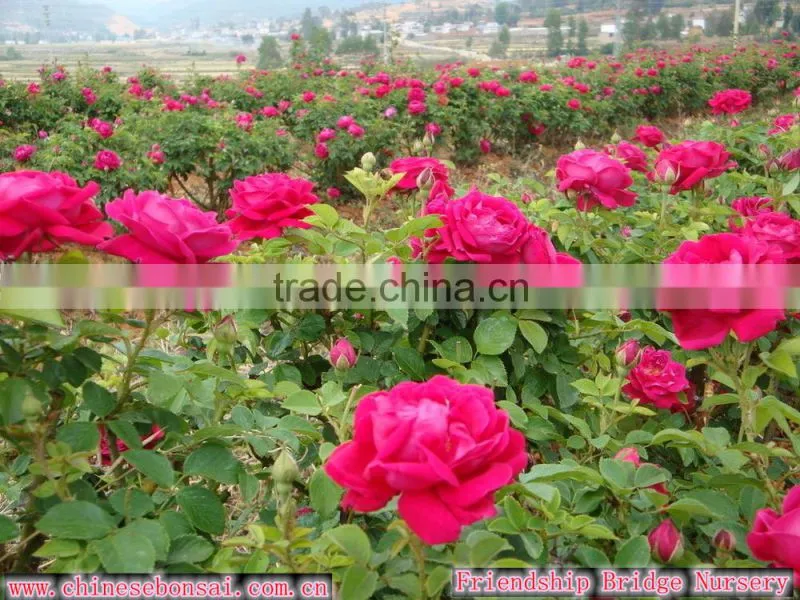 Wholesale Grade A Fresh Roses From India Fresh Rose Petals