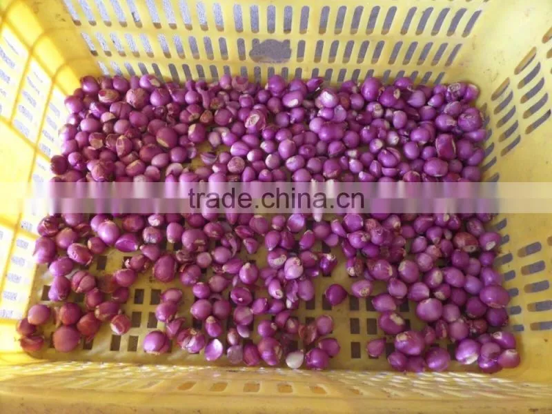 FX-128-2 Hot Sale Large Capacity Garlic Peeling Peeler Machine
