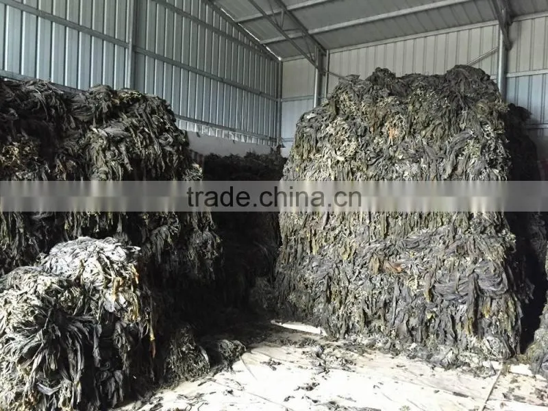 Natural Abalone Feed Dried Kelp Seaweed Raw Materials and Small Pieces
