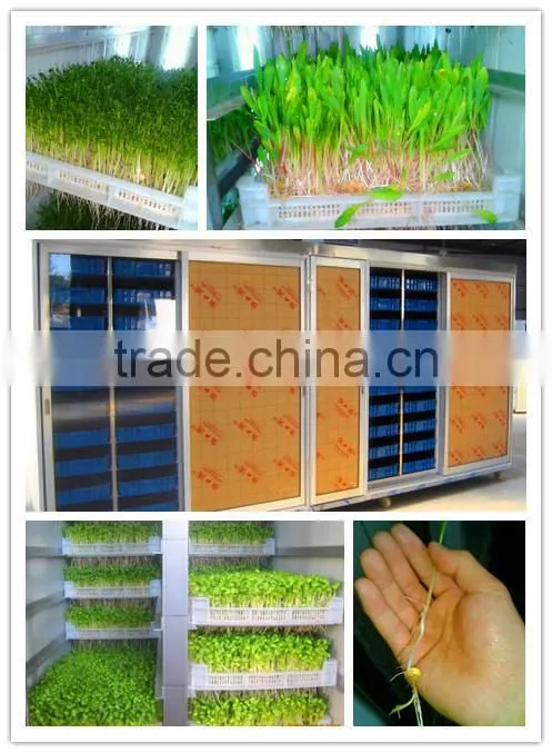 13. HRSD-100 M Automatic bean sprout machine / Bean/ barley sprout making machine 0086 15138918451