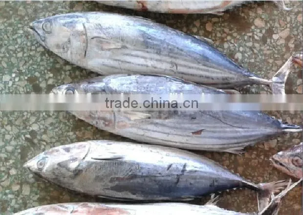 frozen skipjack/sikpjack tuna