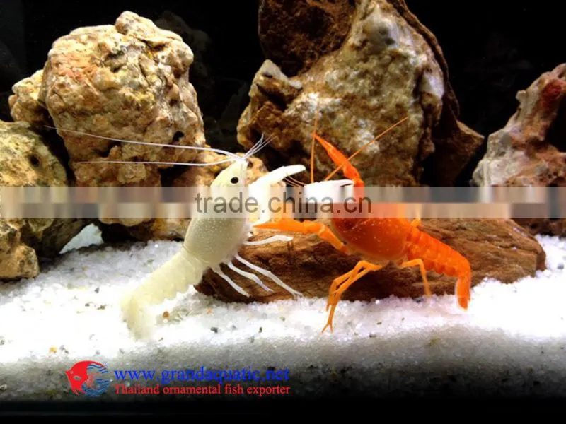 Live Crayfish lobstor for Sale