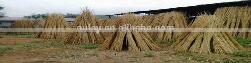 Raw material nature color Tonkin bamboo poles/Tsinglee bamboo