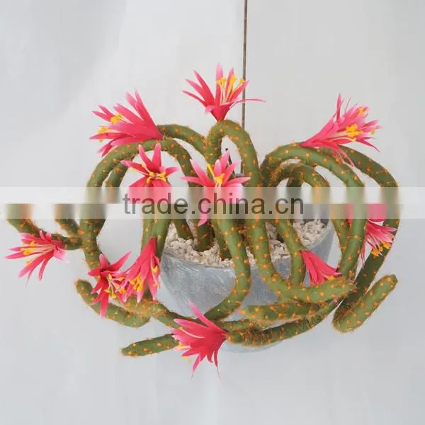 Summer Hanging Tropical Flower Plant