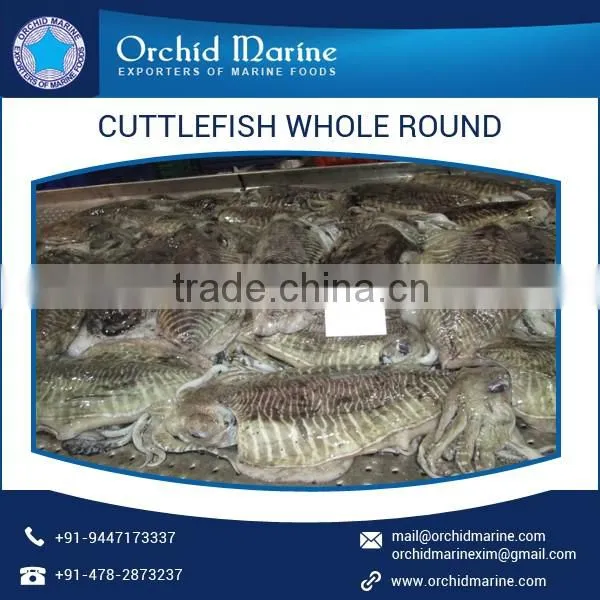 Trusted Quality Fresh and Organic Frozen Cuttlefish Whole Round