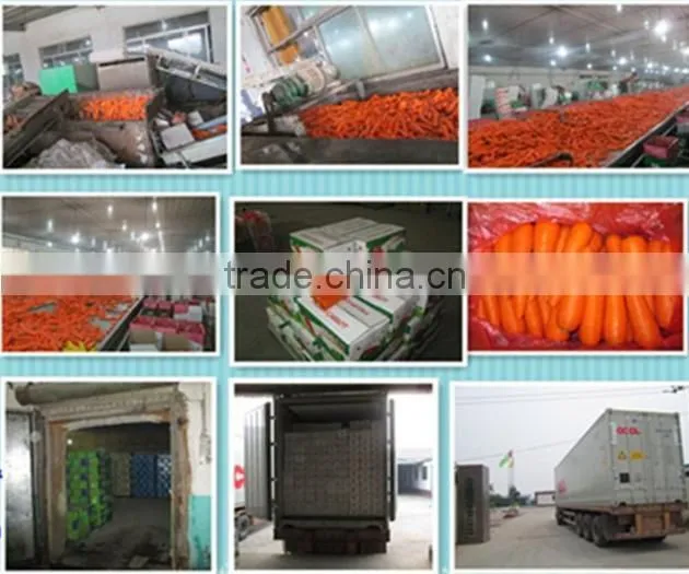 Fresh Carrot/bulk carrot /fresh red carrot