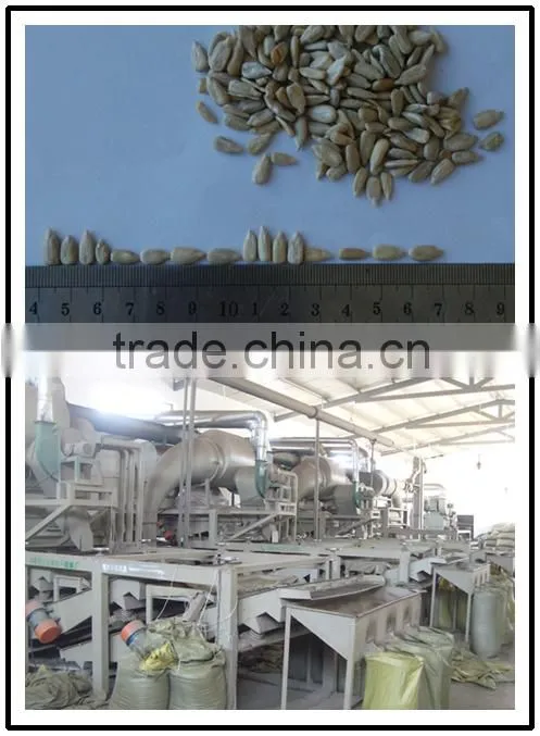 inner mongolia sunflower kernels