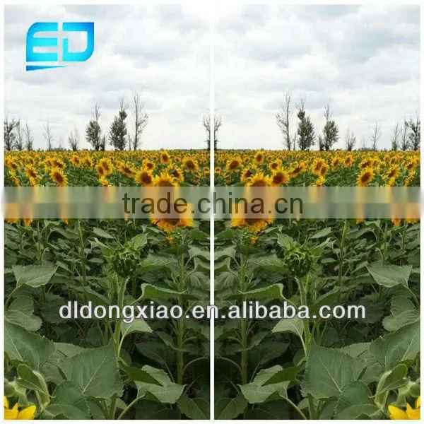 Chinese White Sunflower Seeds With High Quality