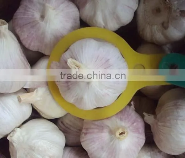 china organic fresh garlic